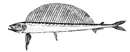 Alepisaurus  ferox _claves.jpg